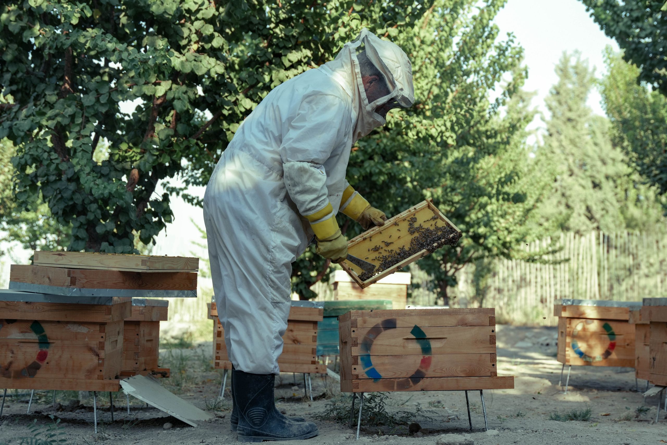 Beekeeper in protective gear harvesting honey from beehives in an orchard, Damascus, Syria.